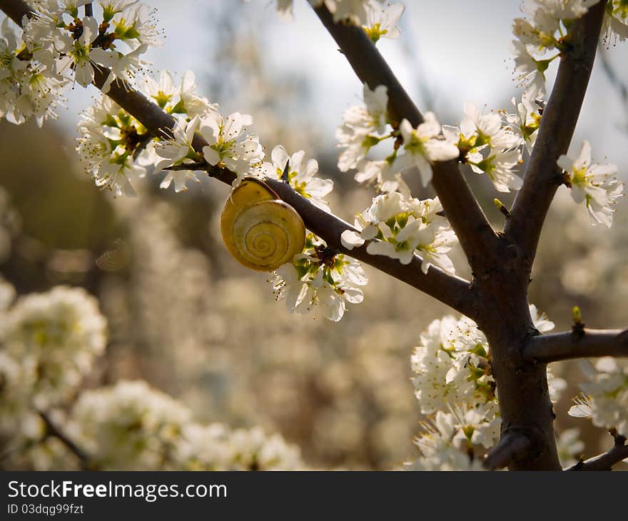 Snail on a branch covered with spring flowers