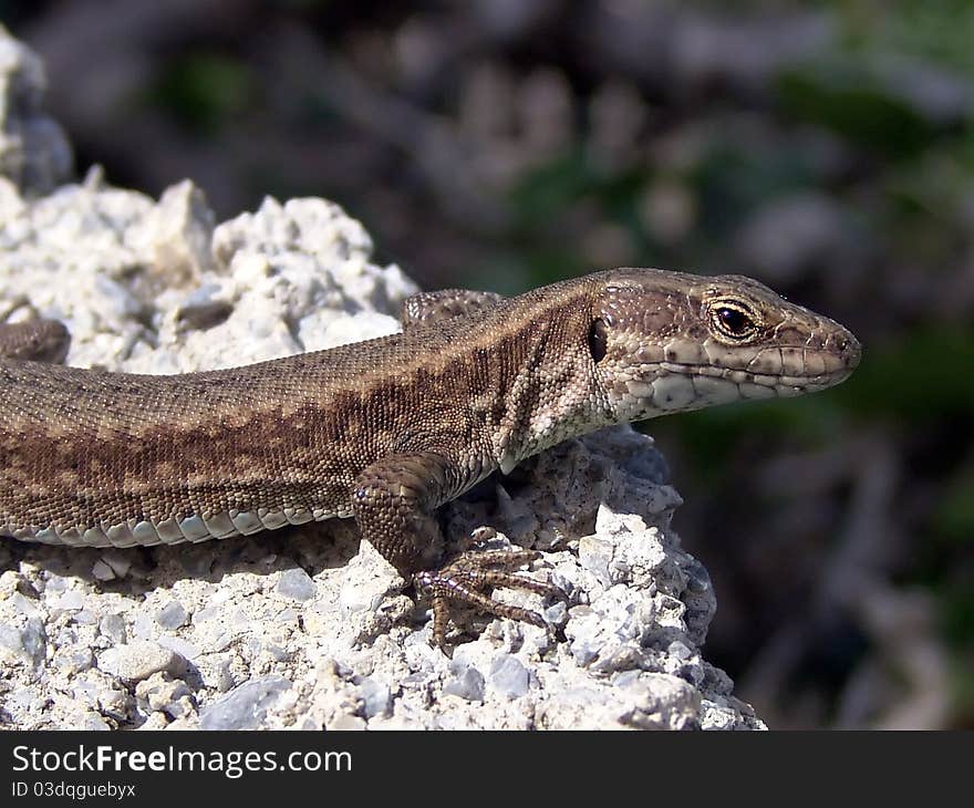 European common lizzard - Lacerta agilis