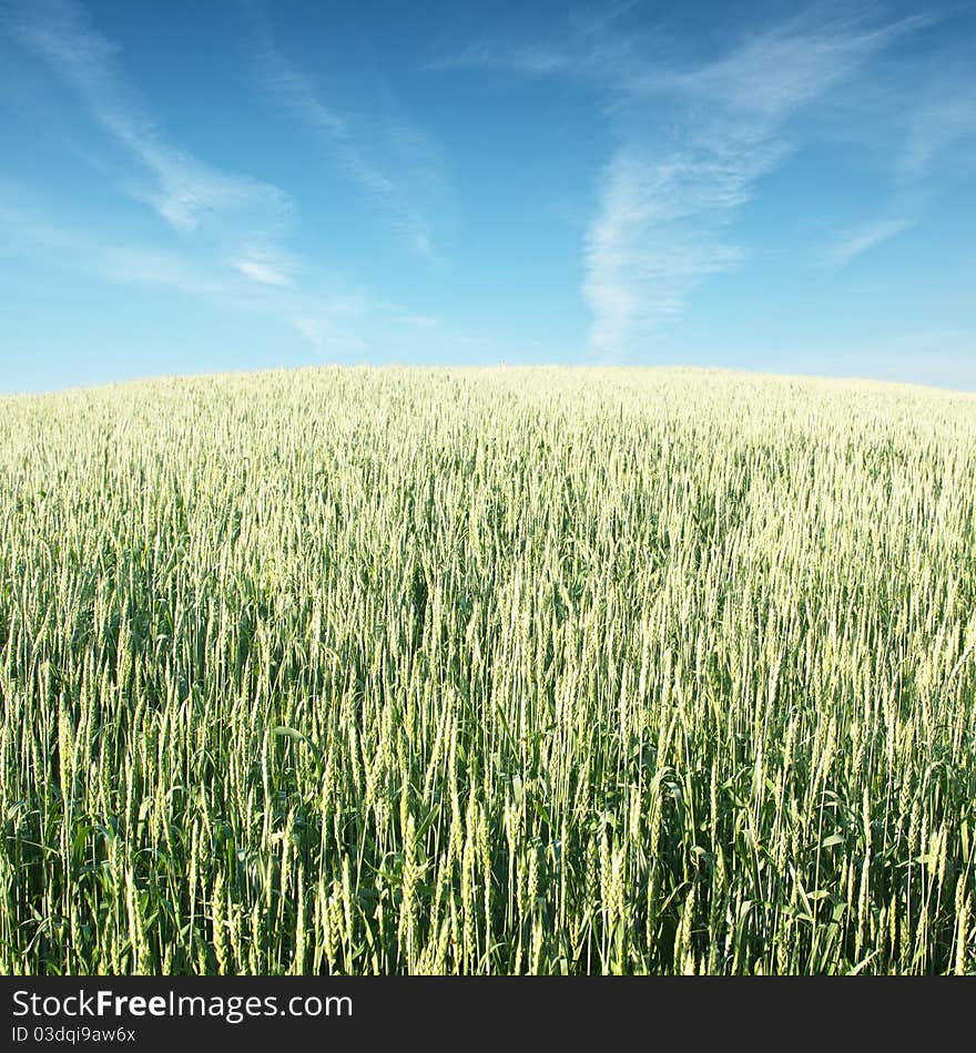 Wheat field in spring