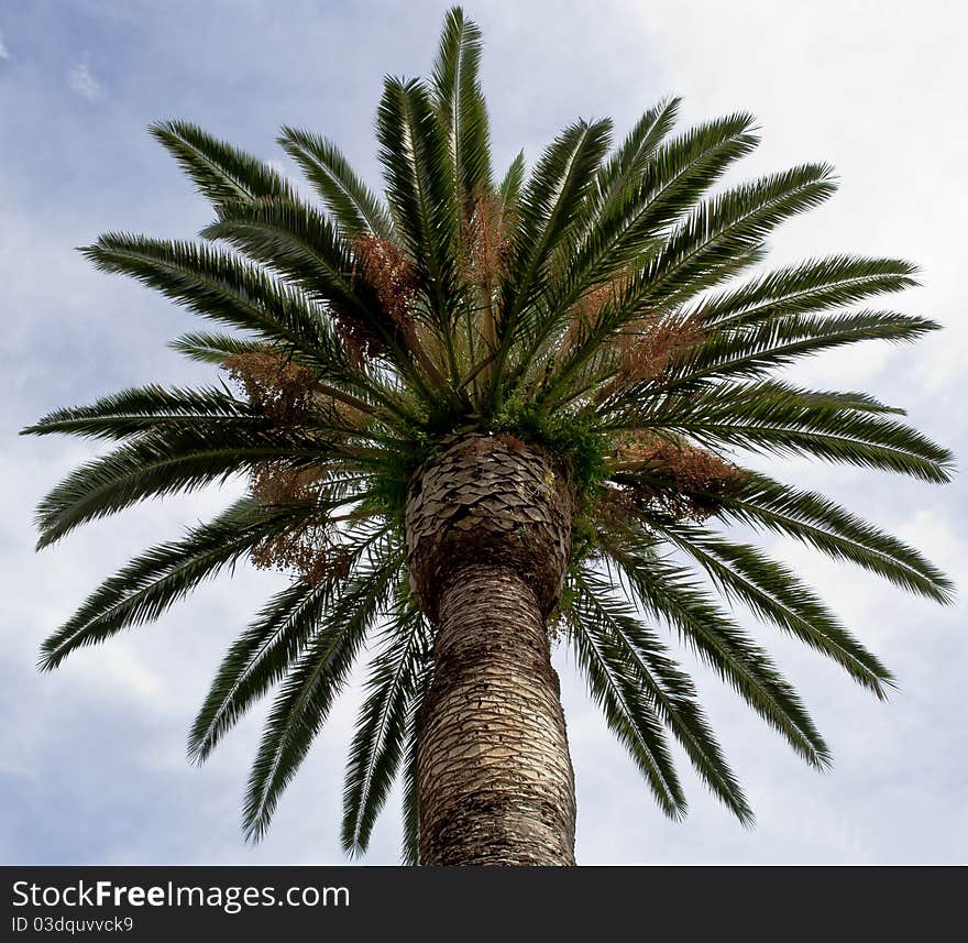 Regular palm crown in south Italy