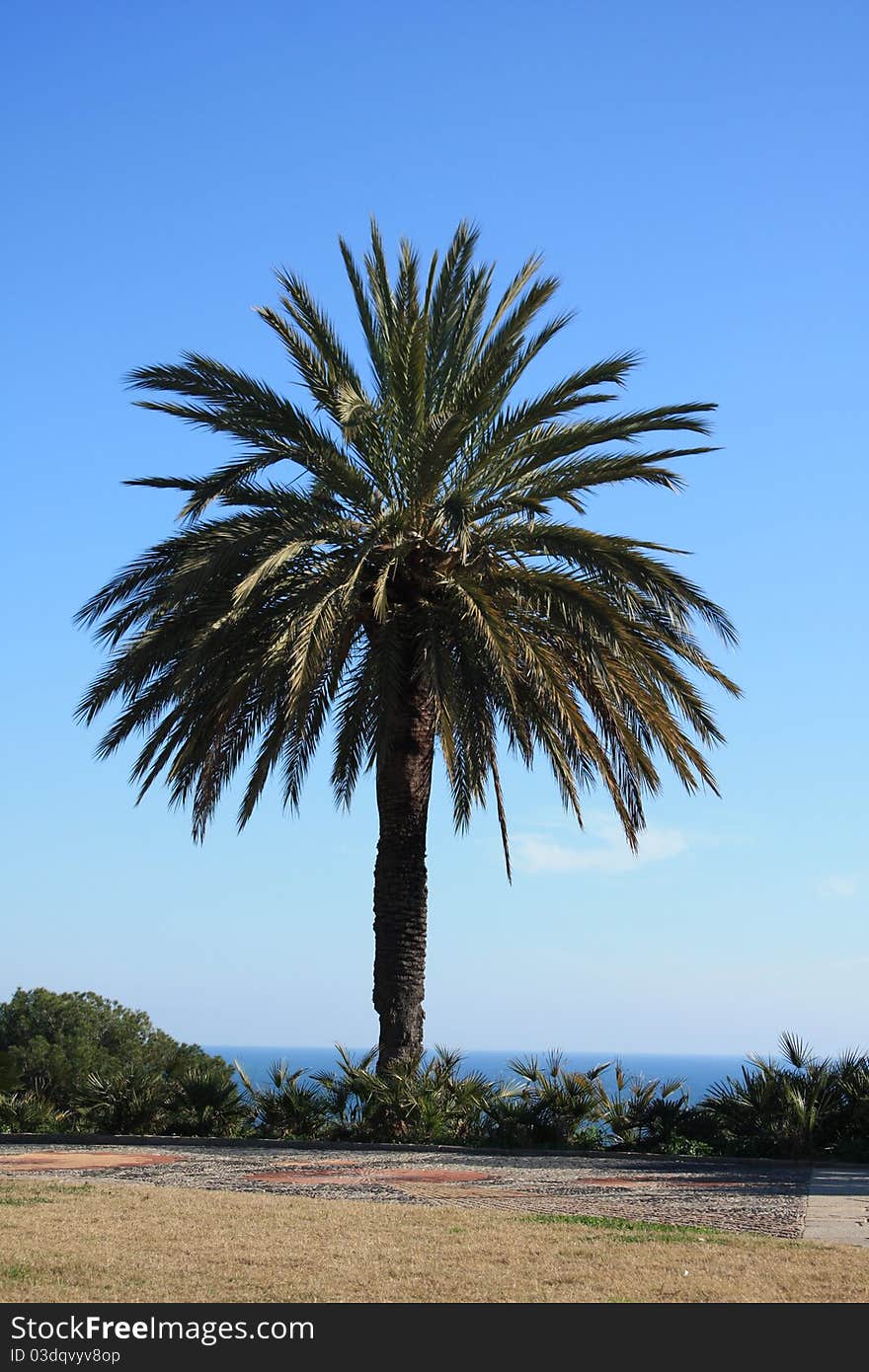 The green and high palm on the beach. The green and high palm on the beach