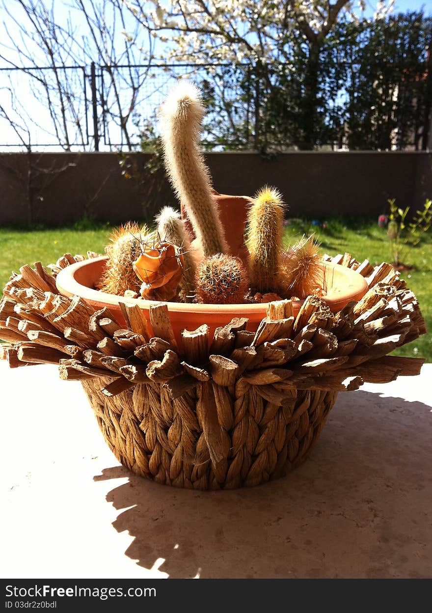 Wooden cactus