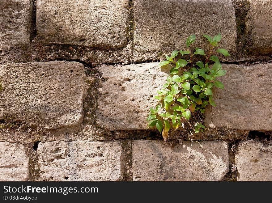 Lonely green plant growing on a stone wall. Lonely green plant growing on a stone wall