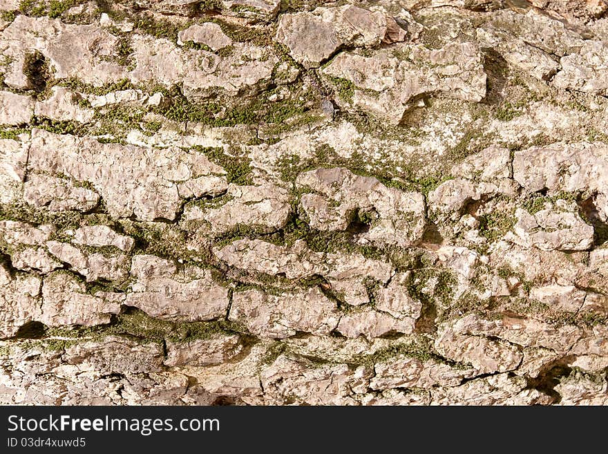 Close up of old bark with moss. Close up of old bark with moss