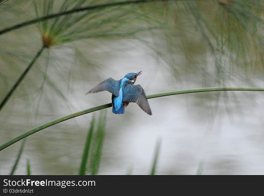 Alcedo atthis on the branches