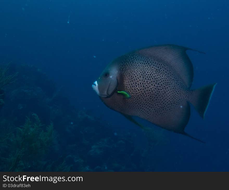 Gray angelfish in reef in the mexican caribbean