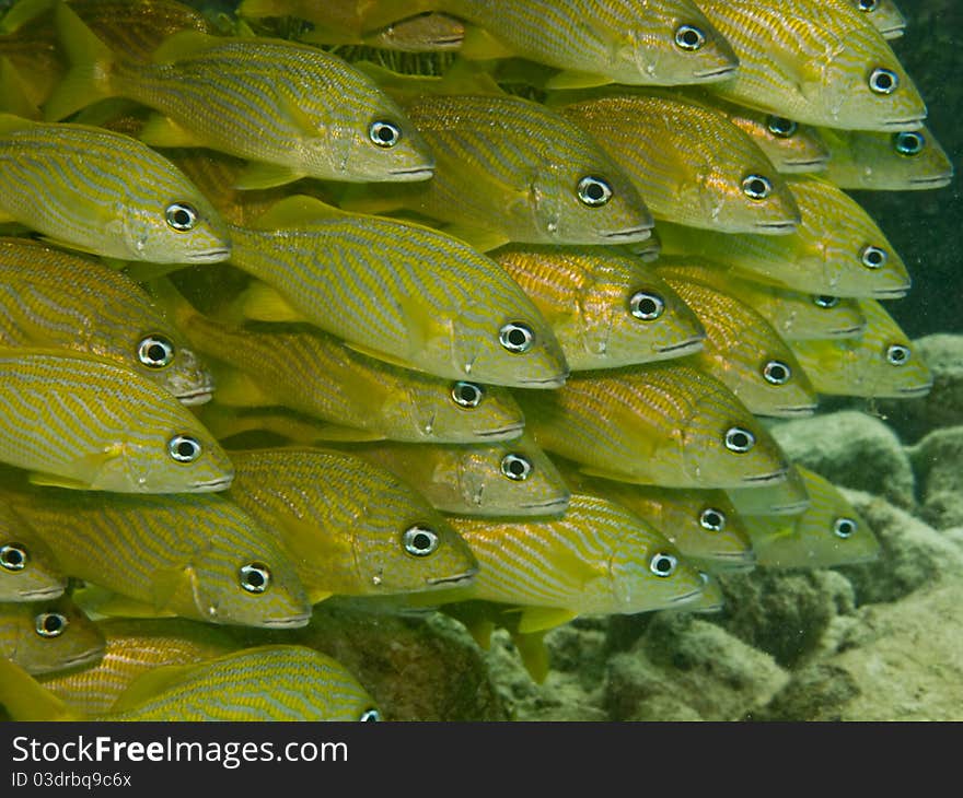 Yellow french grunt in a polarized formation in a reef in the mexican caribbean. Yellow french grunt in a polarized formation in a reef in the mexican caribbean