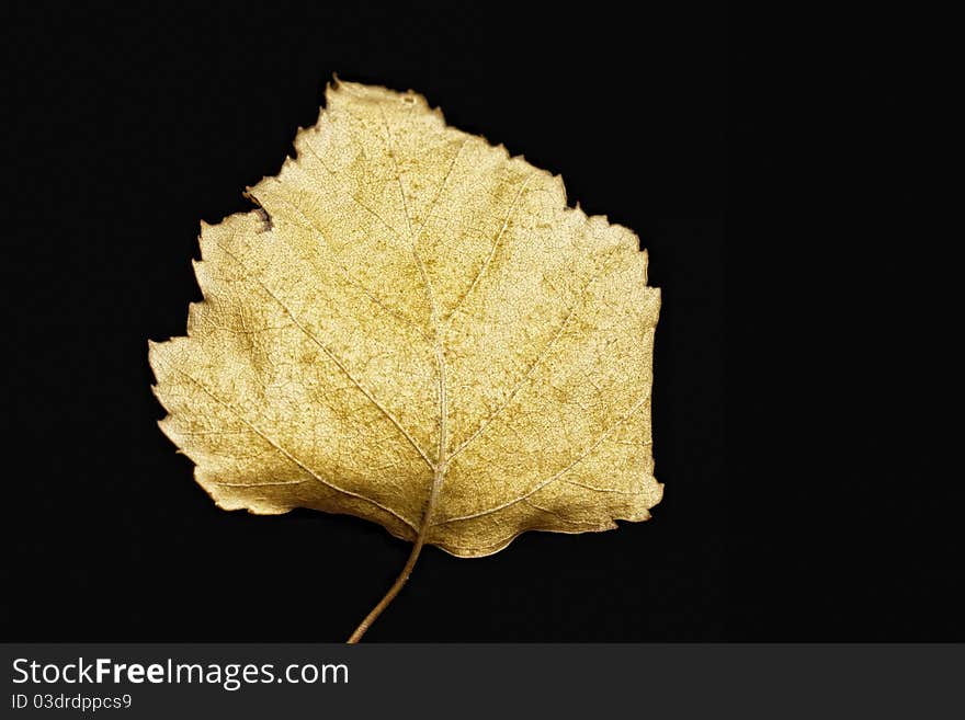 Autumn yellow leaf closeup at black background