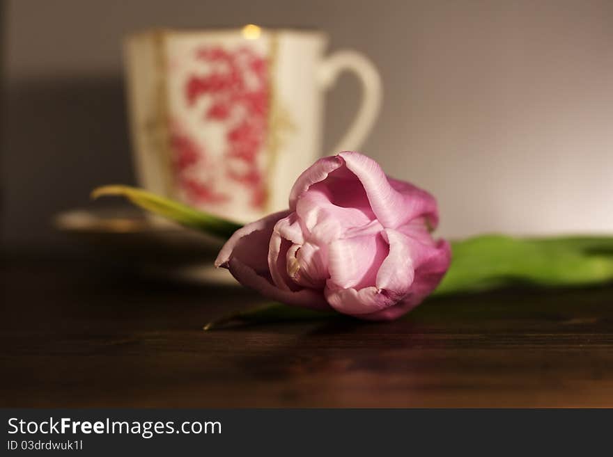 Violet tulip with elegance white cup on background. Violet tulip with elegance white cup on background