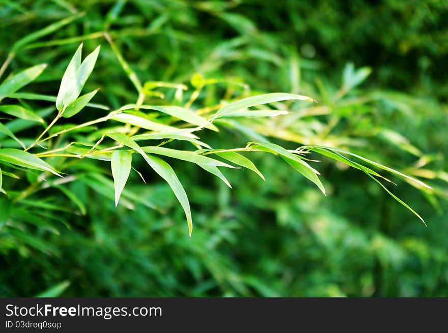 Green bamboo leaves