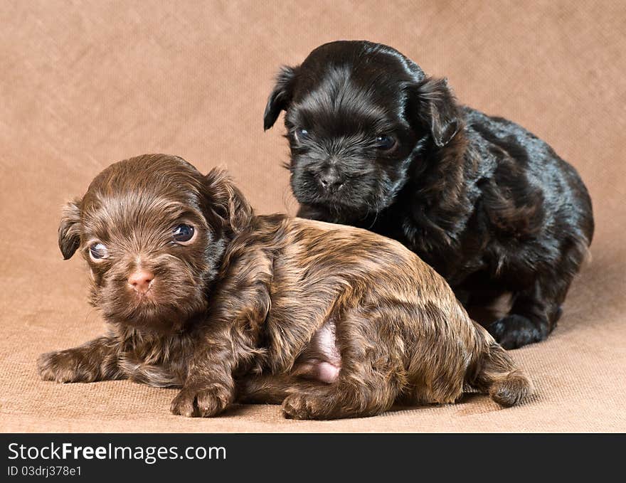 Puppies of a tsvetnaya bolonka