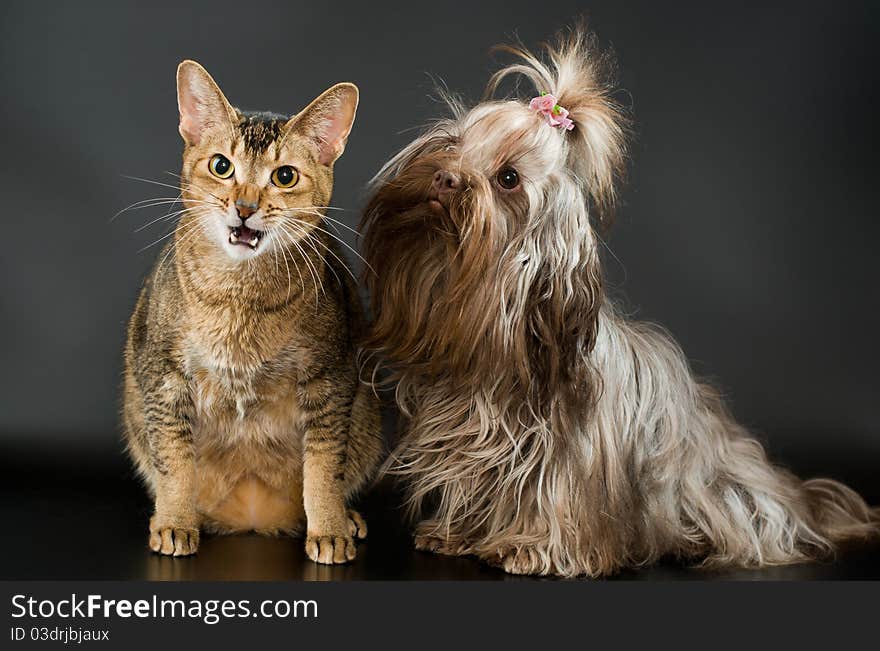 Tsvetnaya bolonka and cat in studio