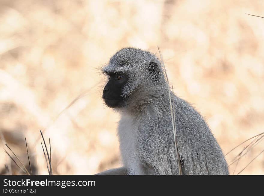 A Vervet monkey sitting in a veld