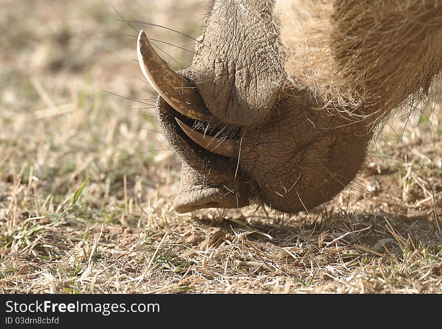 Close up of a warthogs teeth. Close up of a warthogs teeth