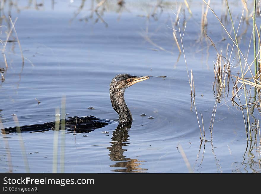 A Cormorant swimming in a dam. A Cormorant swimming in a dam