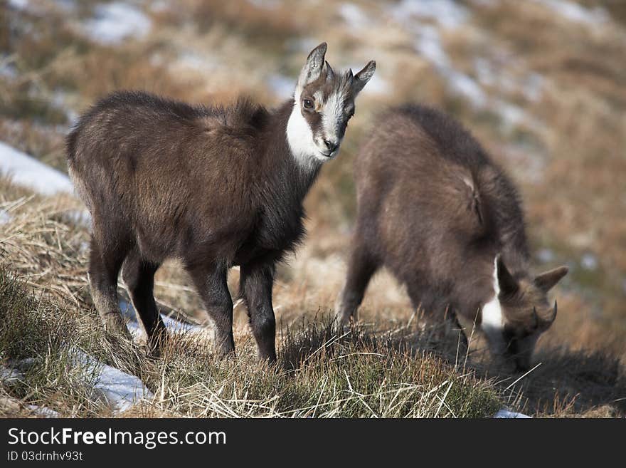 One year old mountain goats in natural habitat