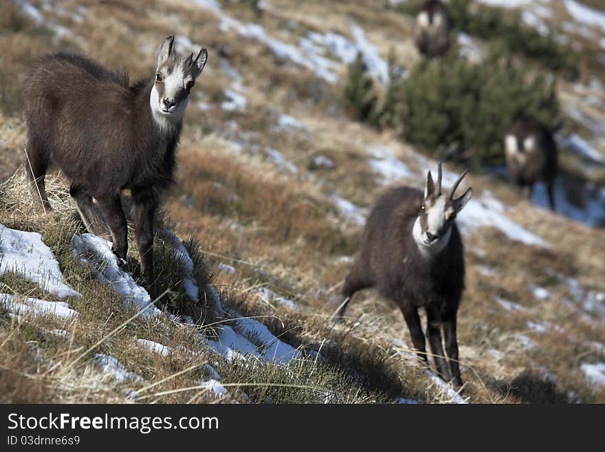 Mountain goats in natural habitat