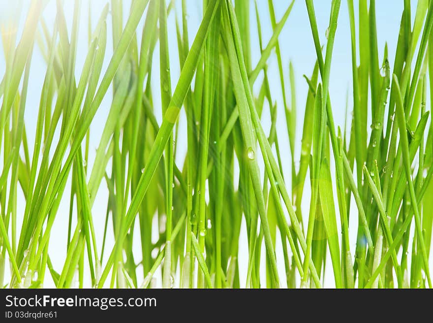 Fresh green wheat grass in field against blue sky with sun