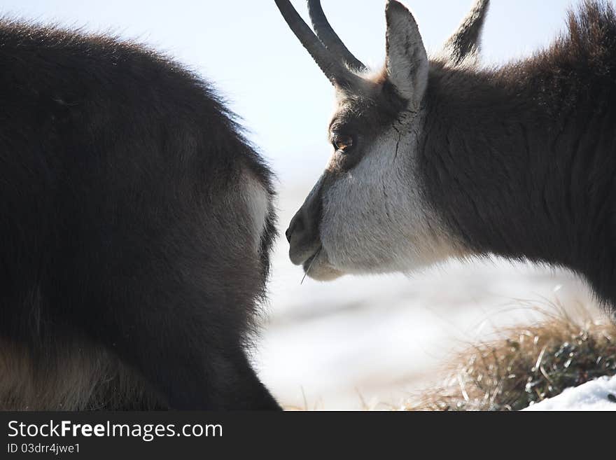 Mountain goats during the rut