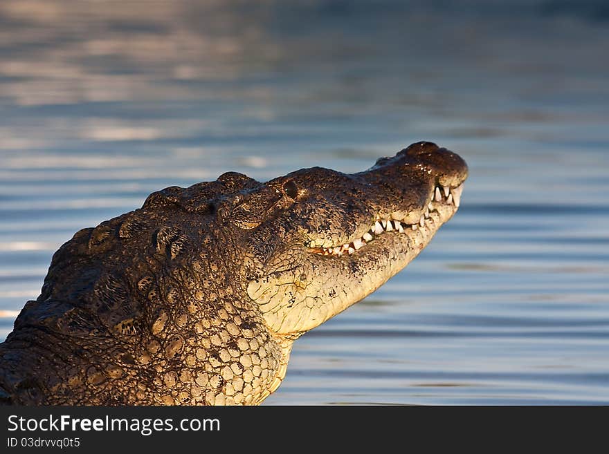 American crocodyle in the sea in the mexican caribbean