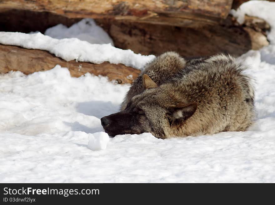 Resting Wolf