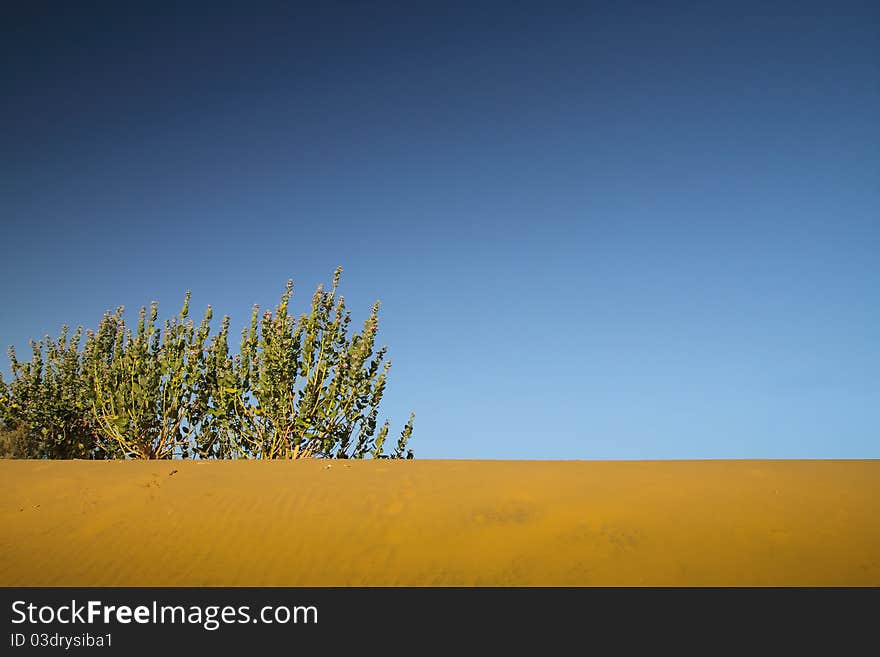 Desert and vegetation against a blue sky. Desert and vegetation against a blue sky