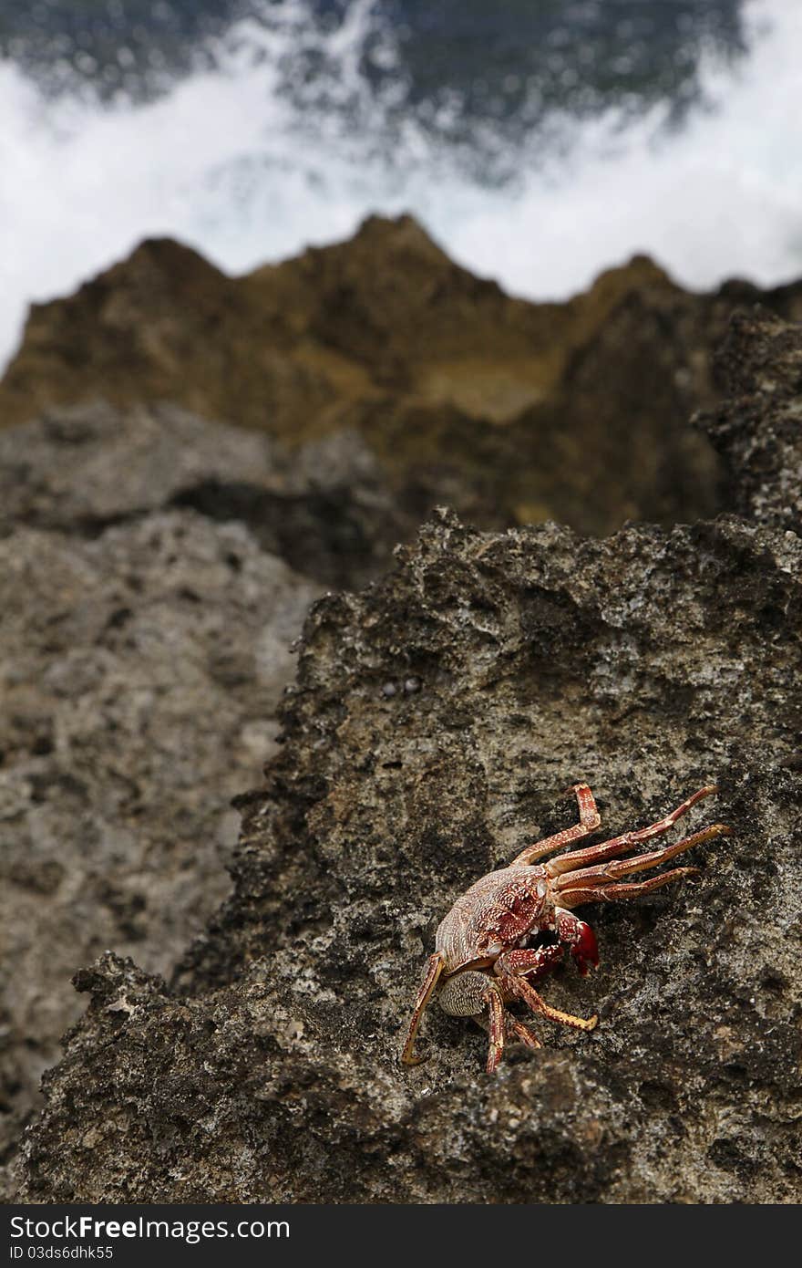 A crab on a lava rock beach in Hawaii with a large wave crashing on the rocks in the background. A crab on a lava rock beach in Hawaii with a large wave crashing on the rocks in the background.