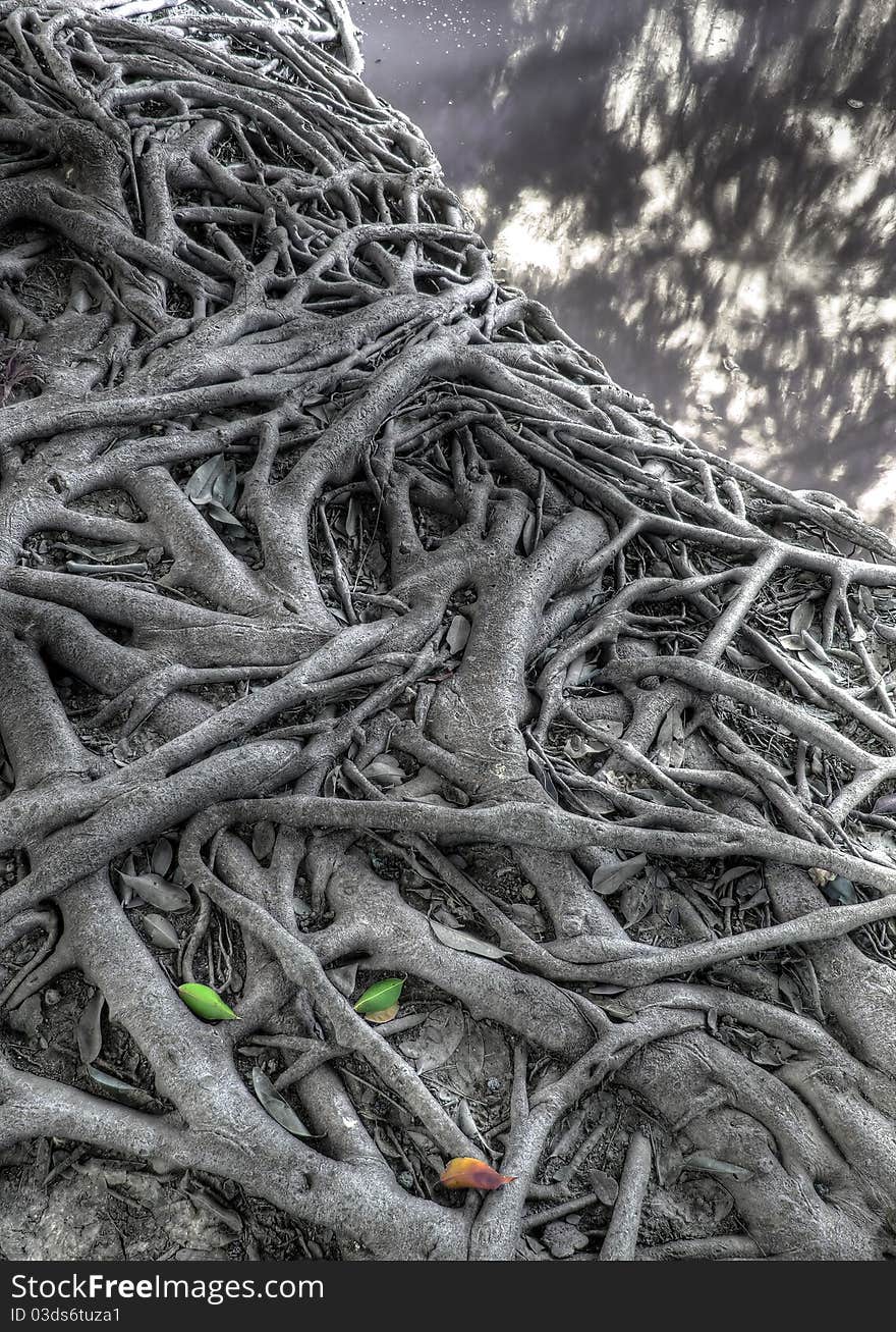 Tree roots nature background , black and white