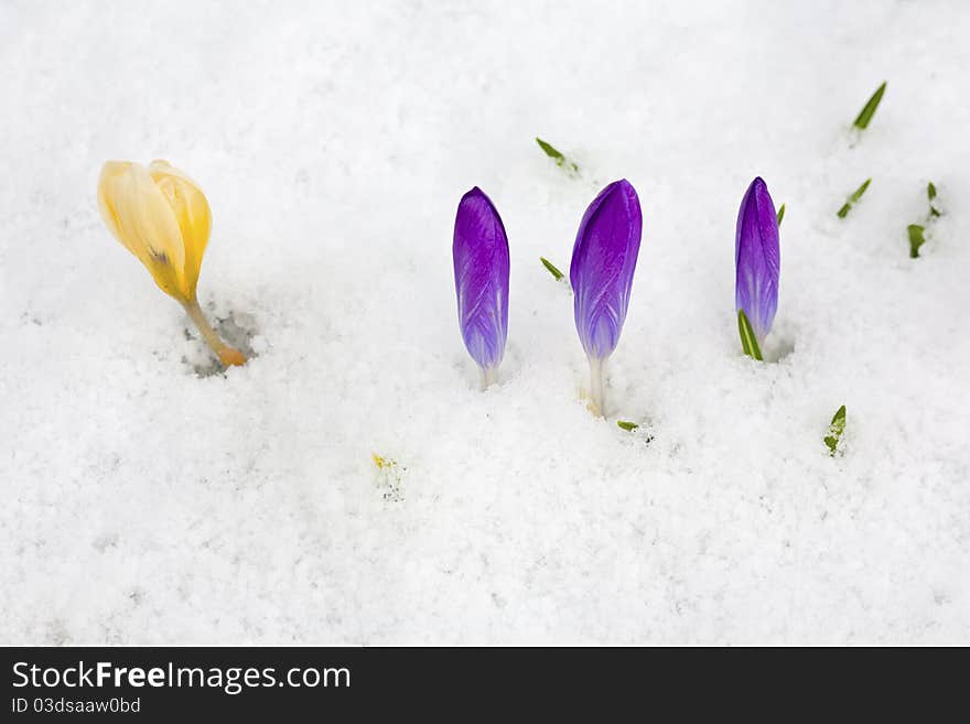 Three Purple And One Yellow Crocus.