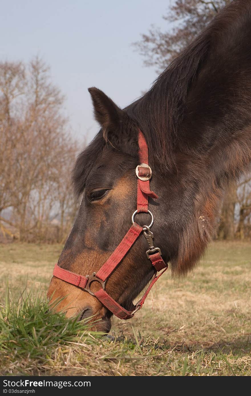 Horse with red halter eats grass. Horse with red halter eats grass