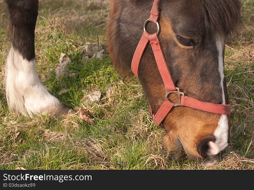 Horse with red halter grazing. Horse with red halter grazing