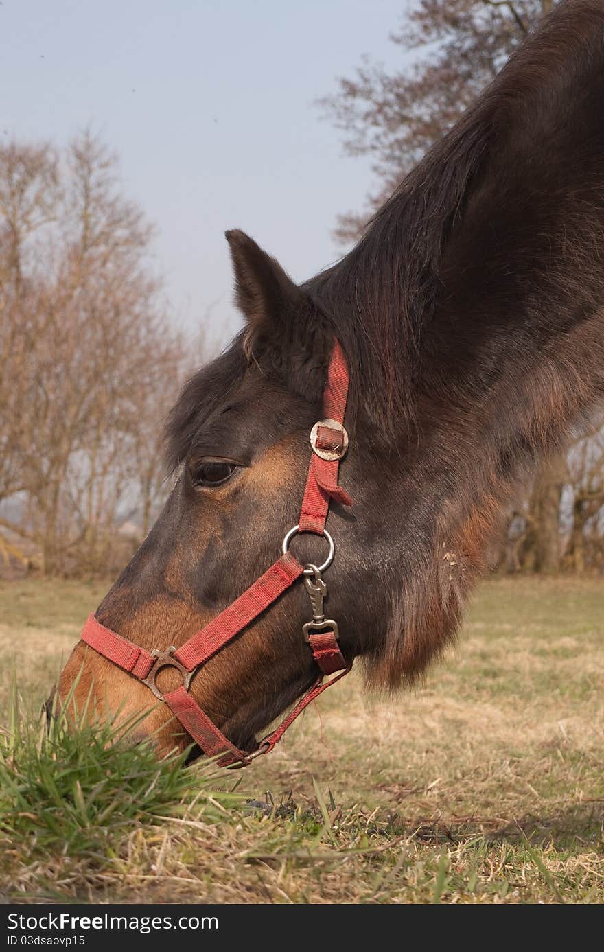 Horse with red halter grazing. Horse with red halter grazing