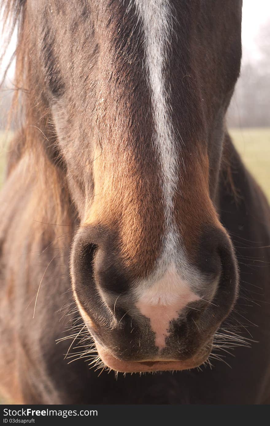 Close-up of the nose of a horse