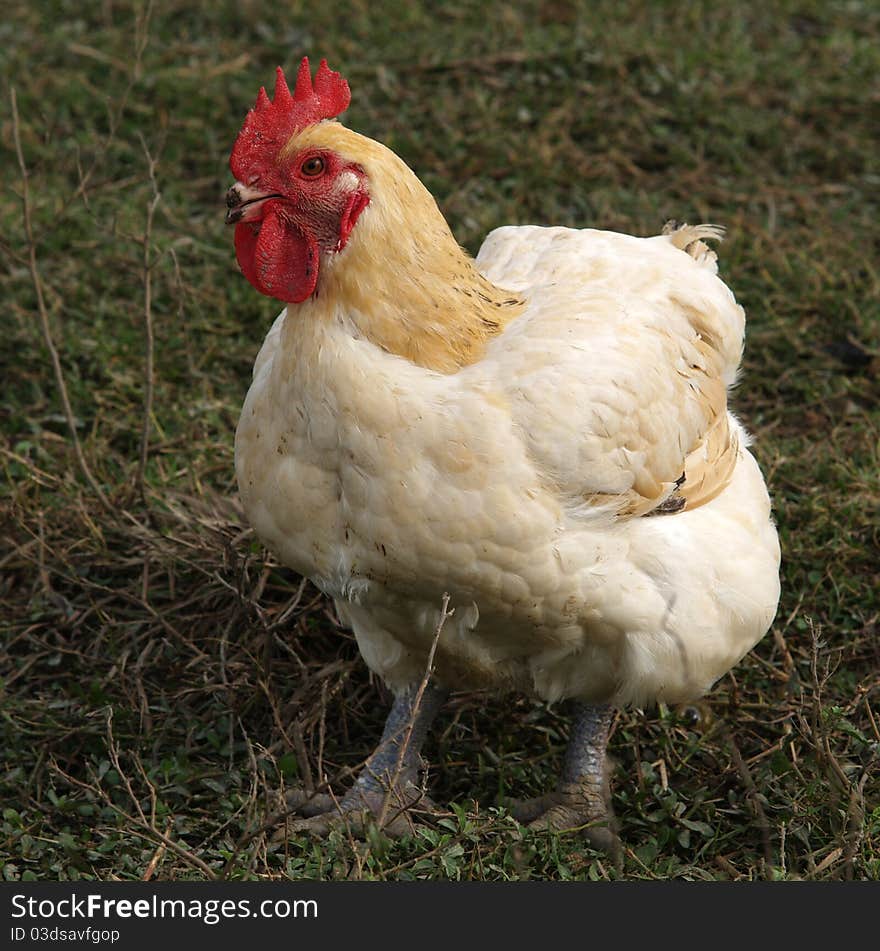 Cock