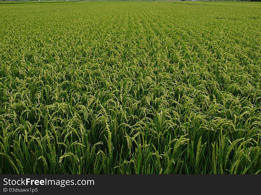 The rice farm on morning to glow and to go gold rice in the next time.