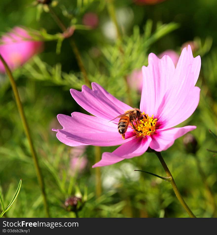 BEE AND FLOWER