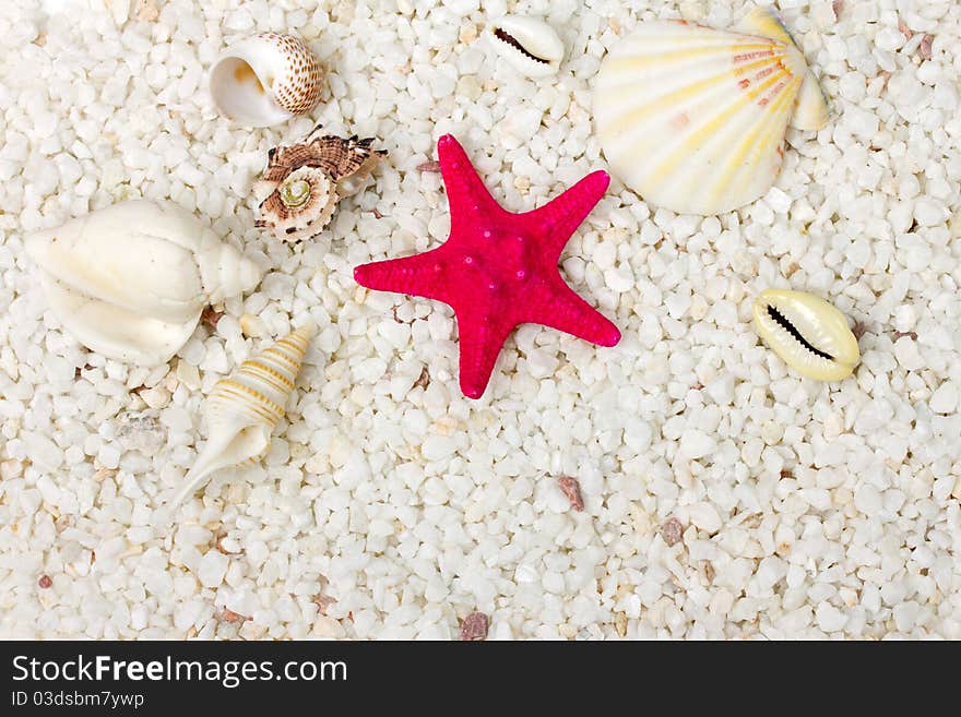 Sand and sea shells background.