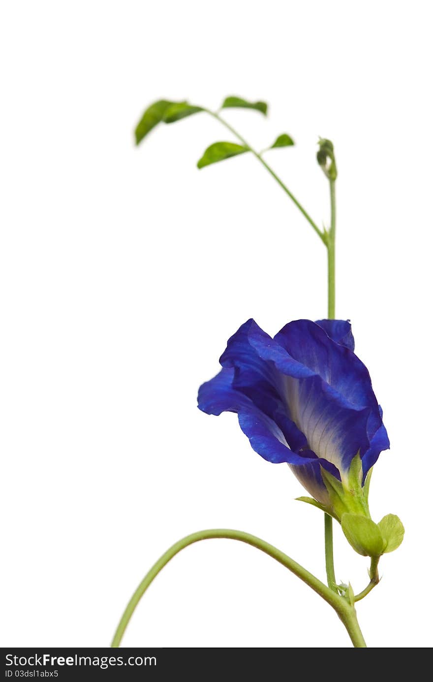 Indigo flower