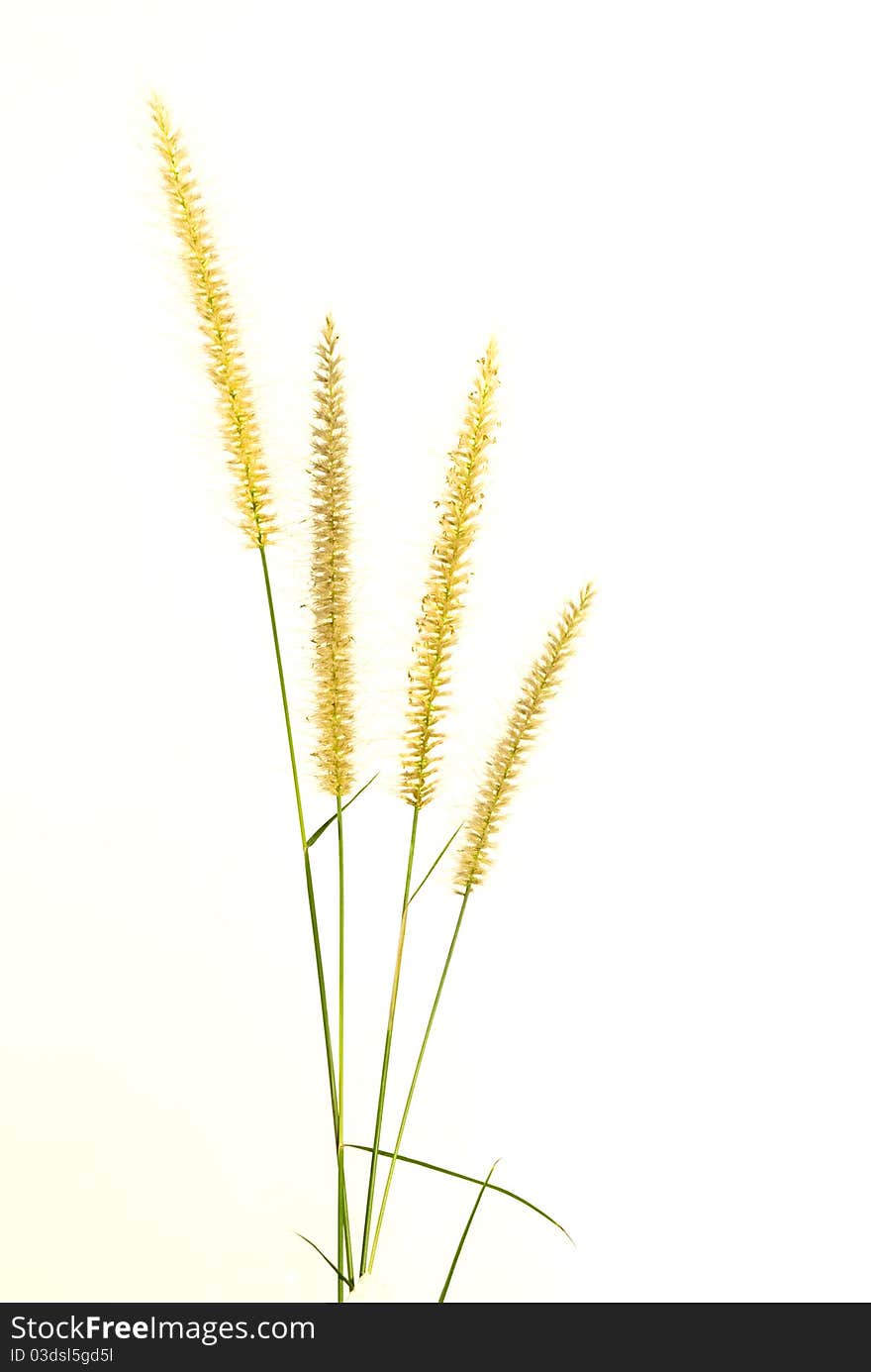 Closeup Of  Grass Flower