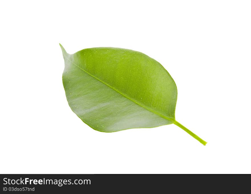 Green tree leave high resolution isolated on white background