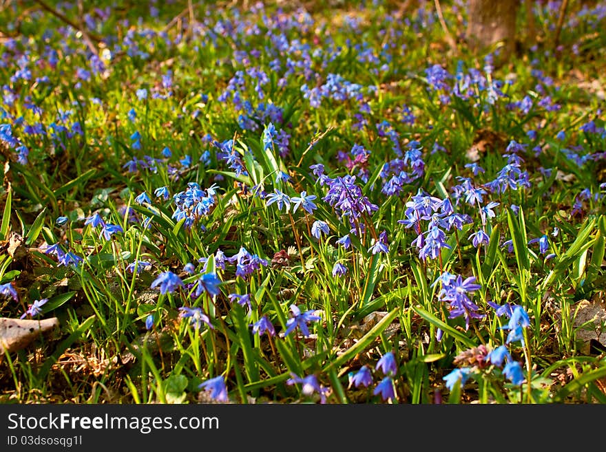 Beautiful Blue Snowdrops