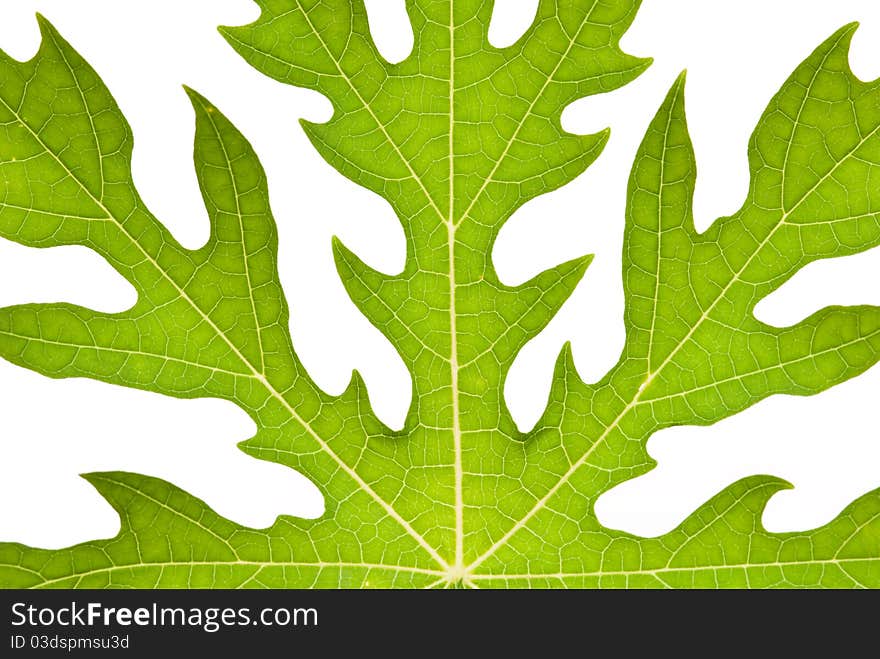 Abstract background of green leaf. Abstract background of green leaf