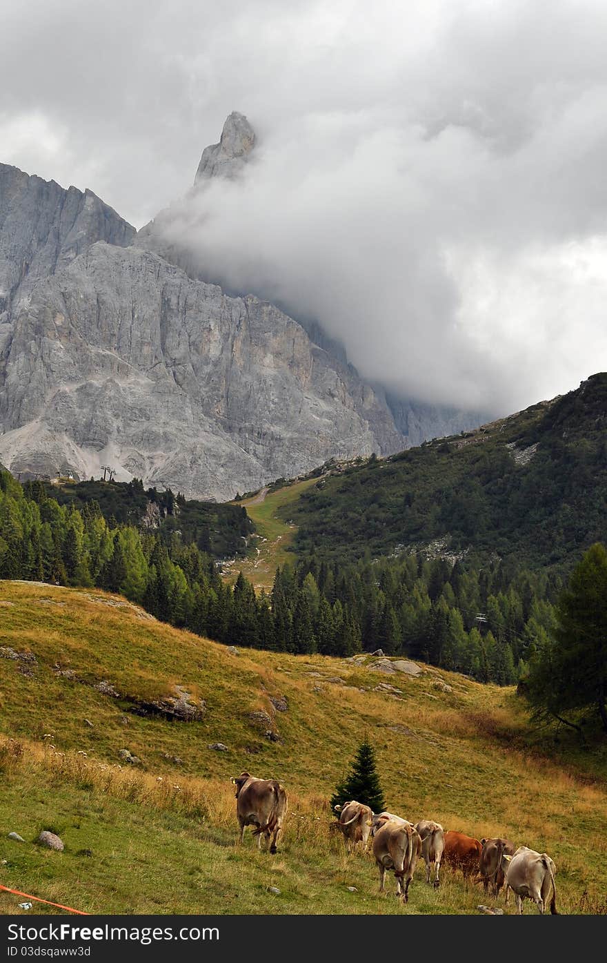 Mountains and pastures of Trentino