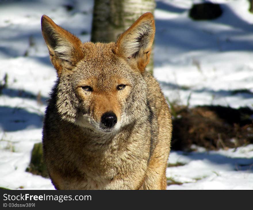 Portrait of coyote in winter in Riga zoo, Latvia.