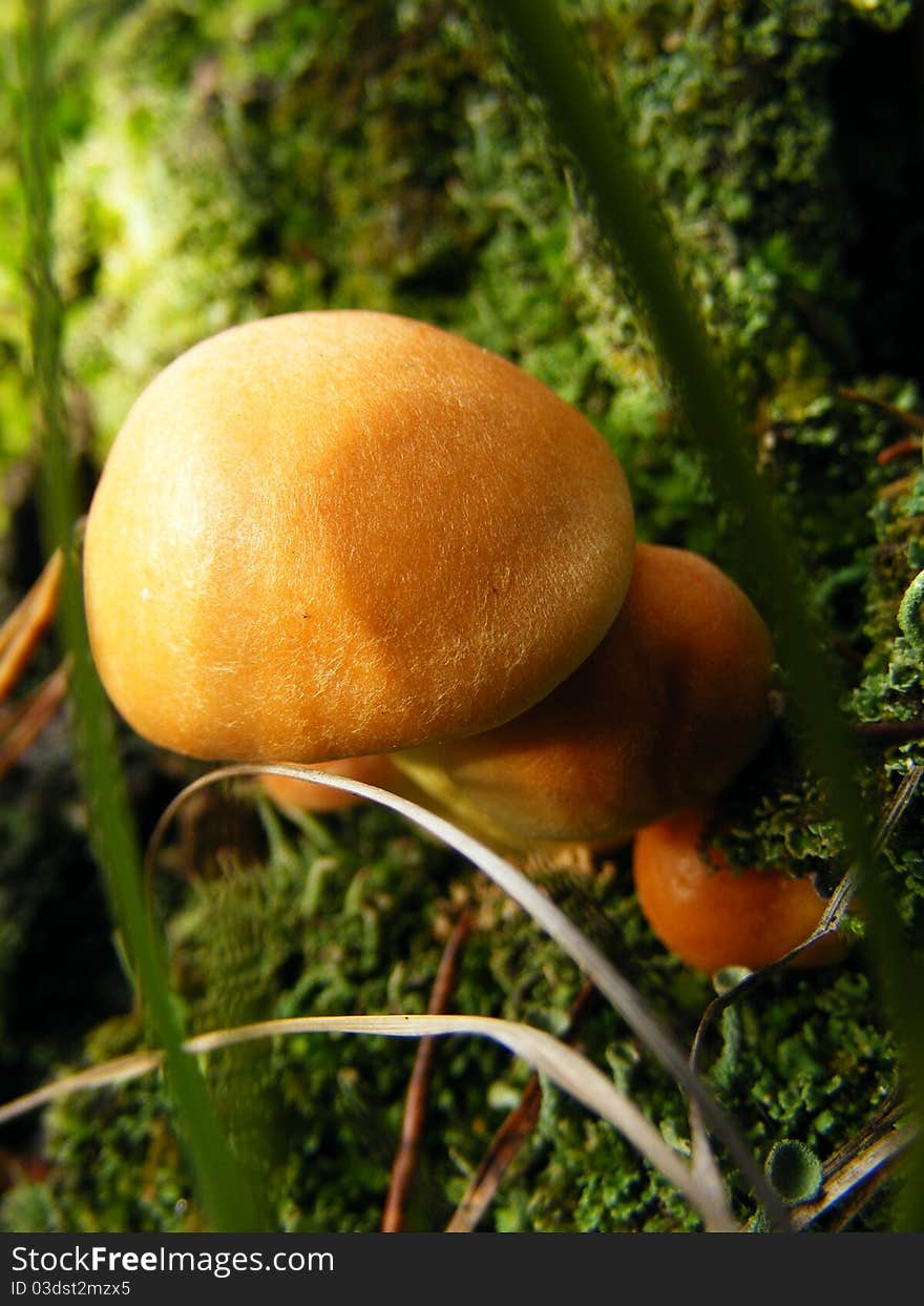 Yellow mushroom in forest