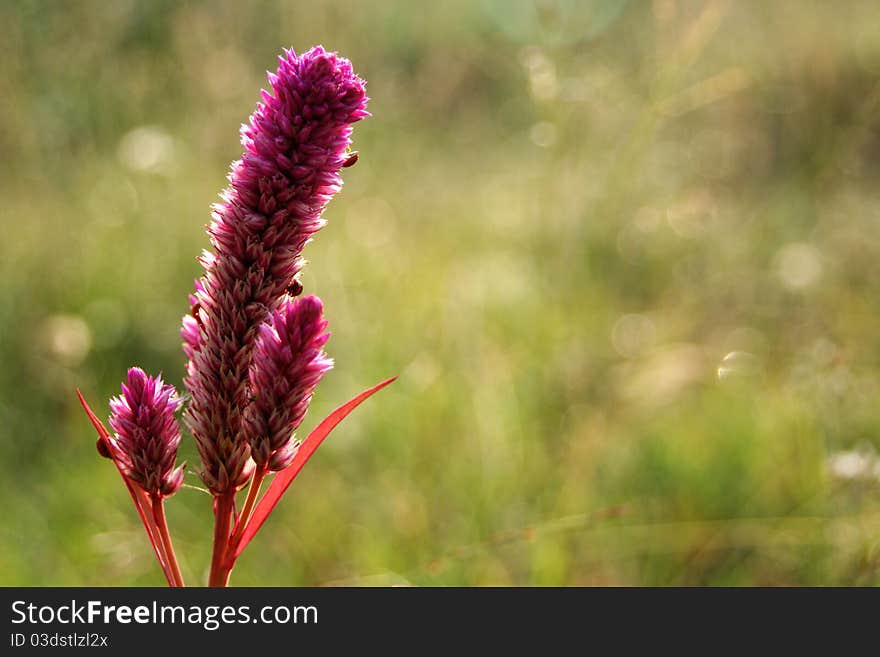 Purple Cockscomb Flower