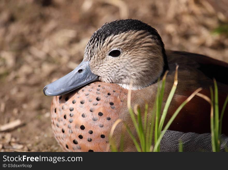 Ringed teal