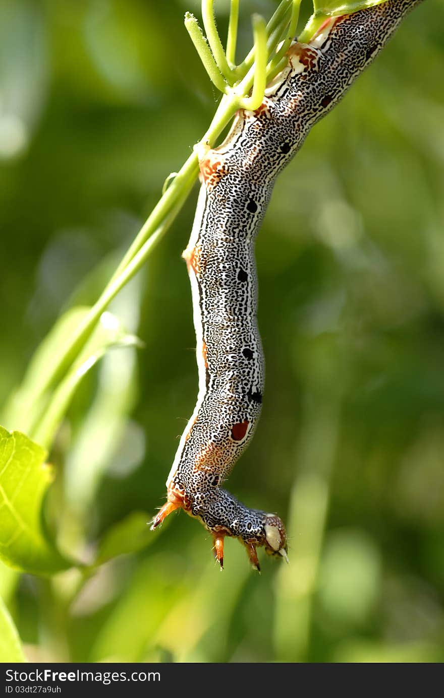 Caterpillar On A Leaf