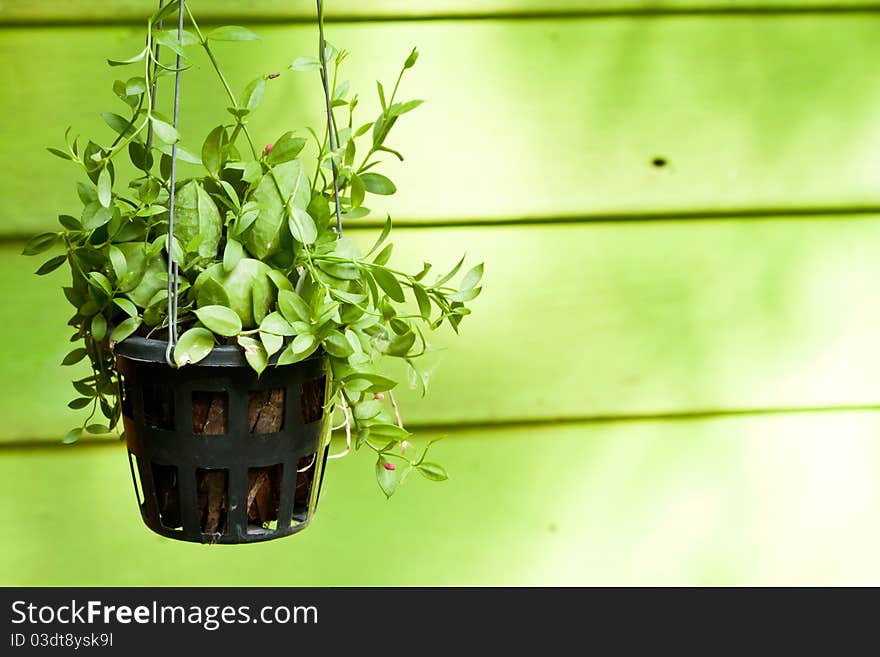 Hanging green plant with pink blossom decoration