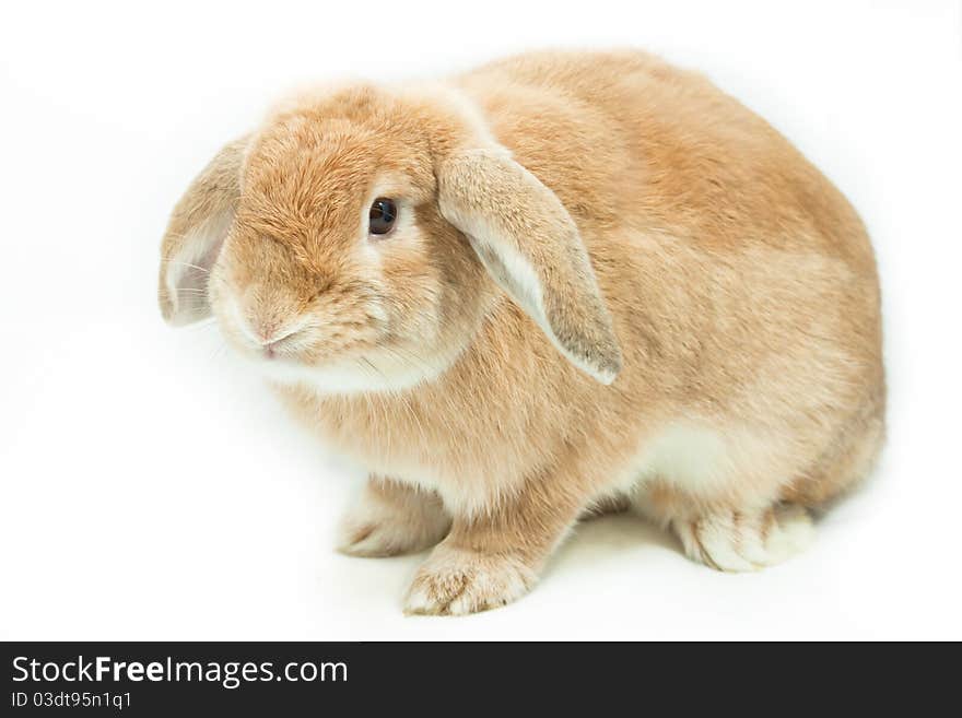 Cute rabbit on white background